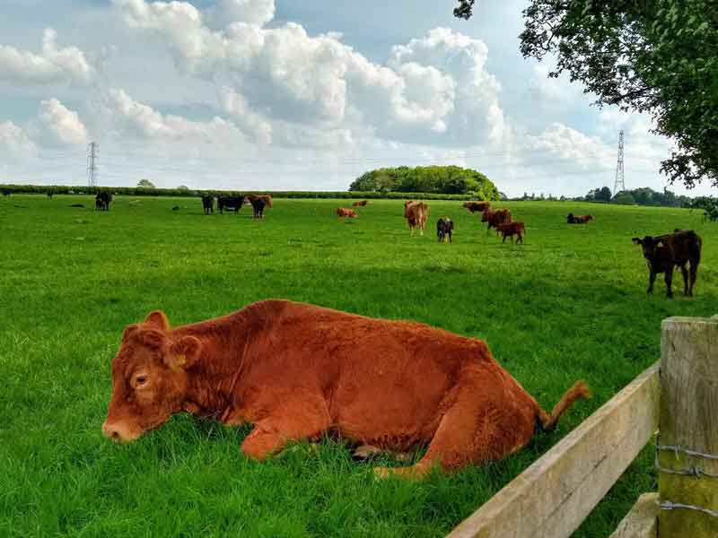 Contented cows in a green grassy field