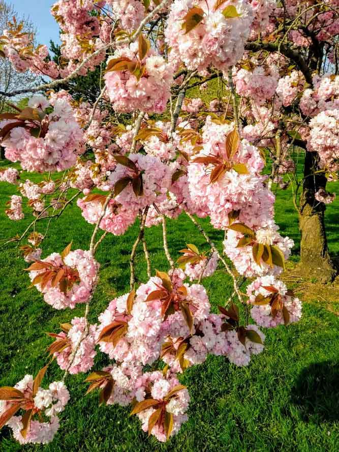 View of Cherry Blossom at Stanton
